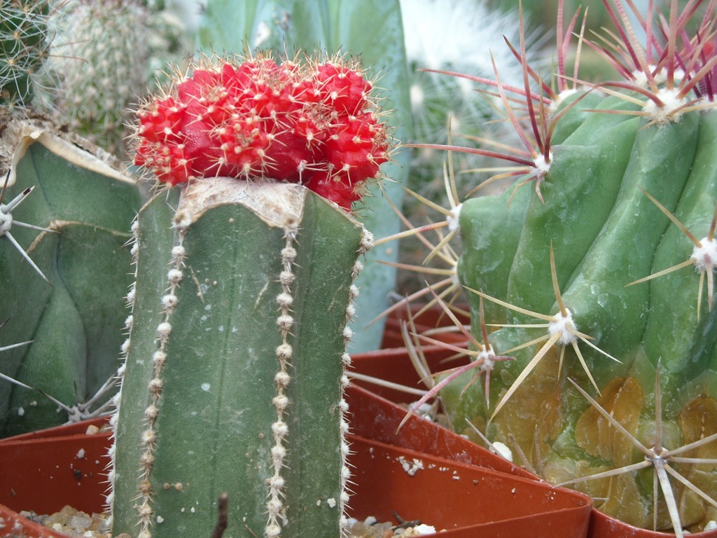 cactus fiorito - Cactus bloom